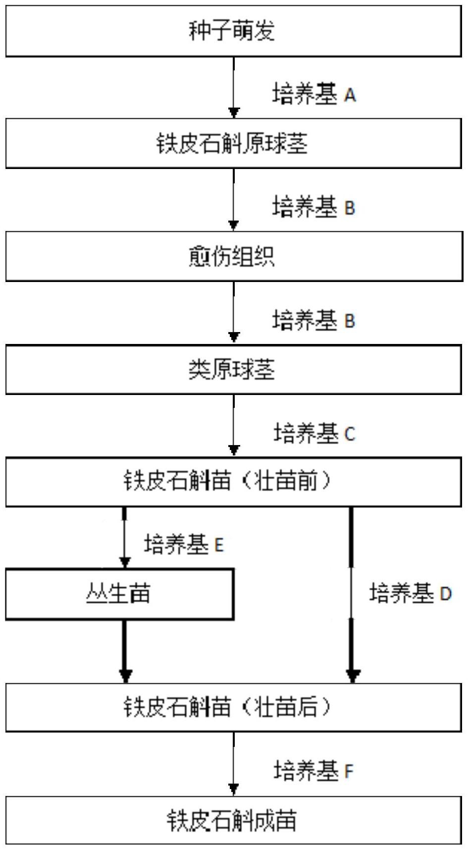 一种由铁皮石斛类原球茎快速繁殖成苗的培养基及组培方法