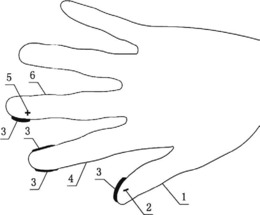 一种采用专用手套采集蝎毒的提取操作方法