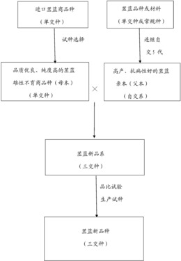 一种利用雄性不育商品种培育苤蓝三交种的方法