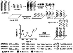 一种基于核酸适配体和量子点同时检测链霉素氯霉素四环素三种抗生素残留的方法