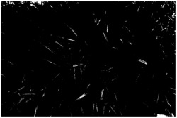 一种白及直播苗移栽方法