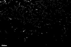 一种利用氨基酸作为软模板可控合成贵金属纳米催化剂的方法