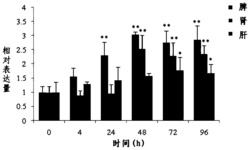 荧光RT-RCR检测河川沙塘鳢MyD88基因表达的试剂盒及其应用