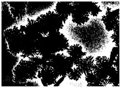 一种聚乙烯亚胺功能化的多枝状纳米三角形Pt催化剂的制备方法