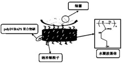 一种低细菌粘附、杀菌并可再生的水凝胶的制备方法