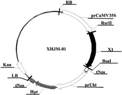 用于控制害虫的多核苷酸序列组合物