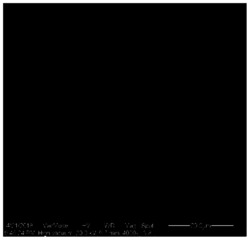 一种高效制备微米级纺锤状碳酸钙的方法