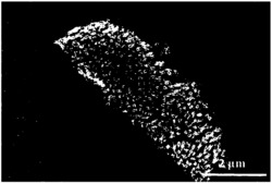 一种氮化钛铌纳米管阵列的制备方法