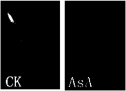 抗坏血酸作为休眠解除促进剂在打破种子休眠中的应用