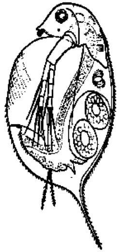 一种用微生物去除水体中对氨基苯甲酸的方法