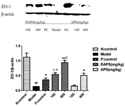 一种中分子量段黄芪多糖、制备方法及其应用