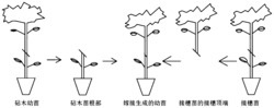 一种基于机器视觉的番茄穴盘苗嫁接切削参数识别方法