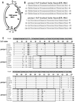 一种鸭圆环病毒串联重复序列及其应用
