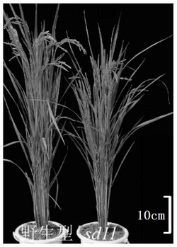 水稻株型调控相关SD11基因、表达载体、表达产物及应用