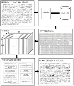 一种基于深度卷积网络的ATP绑定残基预测方法