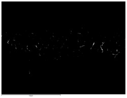 一种碳纤维布@SnO2@SnS2异质结及其制备方法