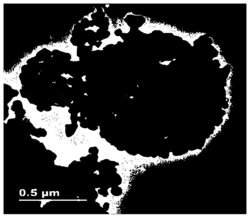 聚多巴胺修饰的钴多级孔材料负载辣根过氧化物酶纳米反应器及其应用