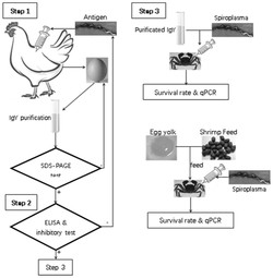 一种针对中华绒螯蟹螺原体的特异性卵黄抗体及其制备方法和应用
