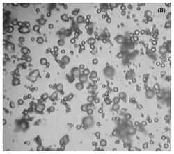 一种石榴皮渣多酚微胶囊及其制备方法