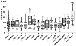 一类CLE小肽在控制芽再生和作为植物组培增殖调节剂中的应用