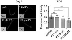 烟酰胺衍生物及其制备方法和在抗衰老延长寿命中的应用