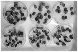 一种绒毛皂荚种子萌芽的方法