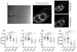 斑马鱼免疫无应答性心力衰竭模型的构建方法注意：申请人在申请日后补交了实验数据，但该数据并未包含在本授权公告文档中。