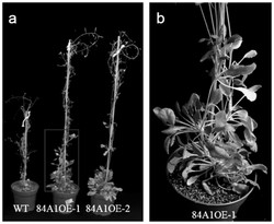 拟南芥糖基转移酶UGT84A1在促进植物叶片生长方面的应用