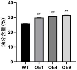 一种GhGPAT10基因在调控植物油脂积累中的应用